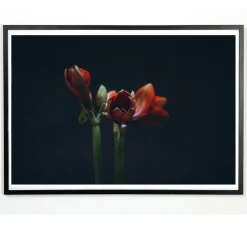 Applicata - Plakat - Dark red - Fotoplakat - 30x40 cm