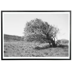 Applicata - Plakat - Windy tree - Sort/Hvid - 30x40 cm