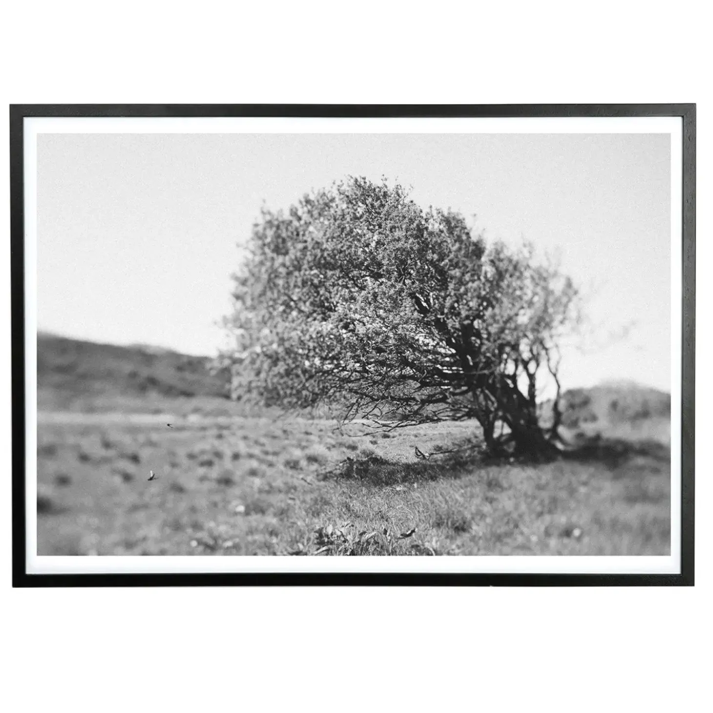Applicata - Plakat - Windy tree - Sort/Hvid - 30x40 cm