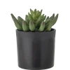 Bloomingville - Echeveria Kunstig Plante - Grøn, Plastik