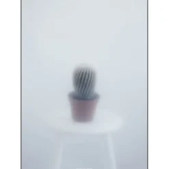 Kristina Dam - Ball Cactus II - poster 50x70 cm