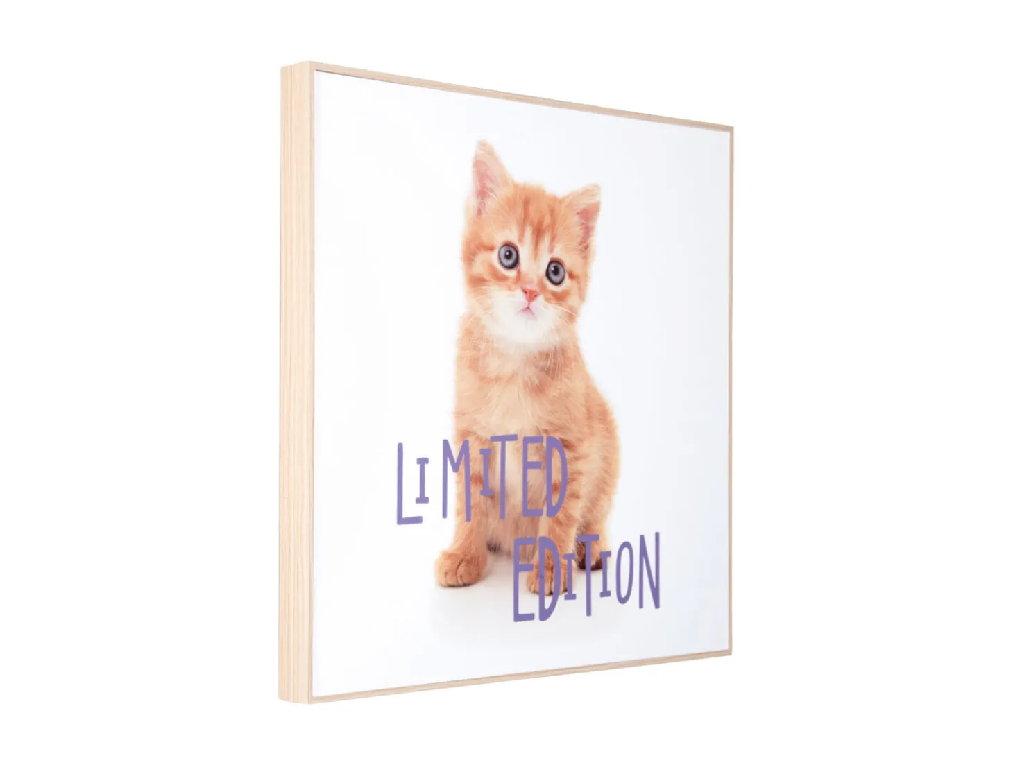Present time - Wall art kitten Limited Edition purple