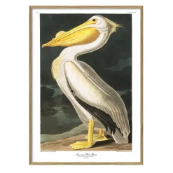 The Dybdahl - Plakat 30x40 cm. - American White Pelican - Papir