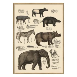 The Dybdahl - Plakat 30x40 cm. - Animalia #5101 - Papir
