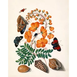 The Dybdahl - Plakat 50x70 cm - Two Butterflies, Orange Flower & Seashells - Papir