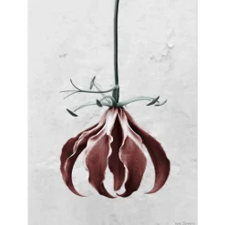 VISSEVASSE plakat - Botanica Gloriosa Superba 50x70